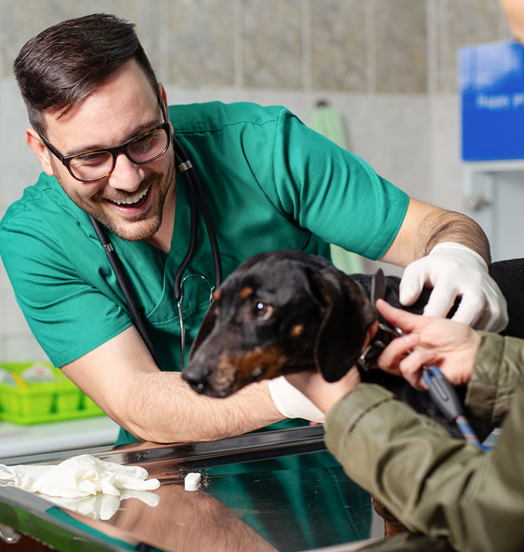 veterinarian